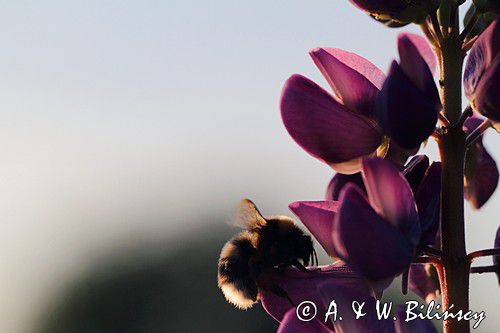 trzmiel gajowy, Bombus lucorum i łubin