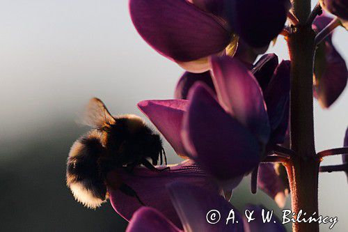 trzmiel gajowy, Bombus lucorum i łubin