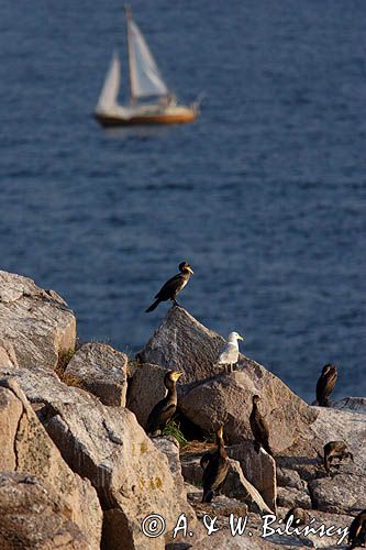 kormorany na klifach koło Hammerhavn, wyspa Bornholm, Dania, Kormoran czarny Phalacrocorax carbo)