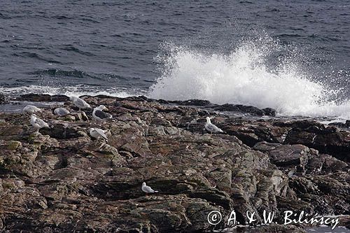 wybrzeże w Gudhjem, wyspa Bornholm, Dania