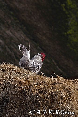 skansen w Melsted, wyspa Bornholm, Dania