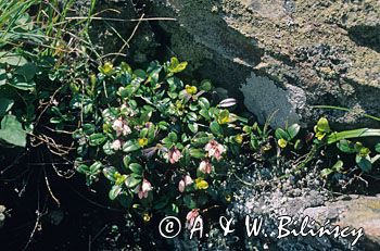 Borówka brusznica, borówka czerwona Vaccinium vitis-idaea)