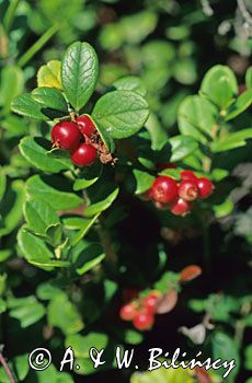 Borówka brusznica, borówka czerwona Vaccinium vitis-idaea)