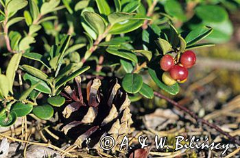 Borówka brusznica, borówka czerwona Vaccinium vitis-idaea)