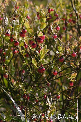 Borówka czarna, borówka czernica, Vaccinium myrtillus, kwitnąca