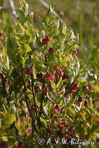 Borówka czarna, borówka czernica, Vaccinium myrtillus, kwitnąca