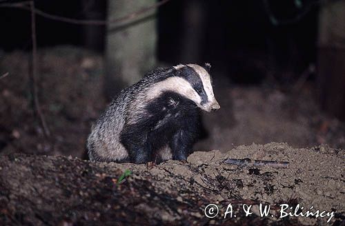 Borsuk, Meles meles, badger. Fotografia przyrodnicza, bank zdjęć A i W Bilińscy