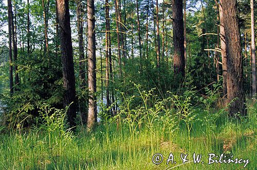 Bory Tucholskie, Wdecki Park Krajobrazowy