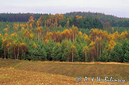 Bory Tucholskie