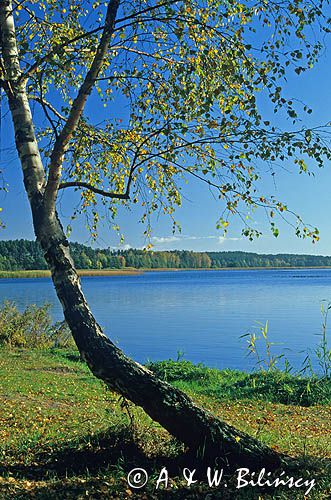 Jezioro Charzykowskie, Bory Tucholskie