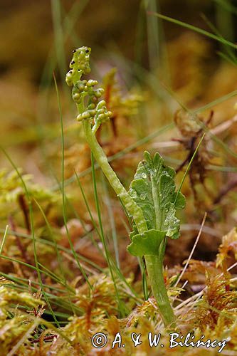 Botrychium boreale, Podejźrzon północny