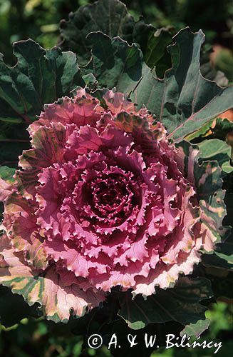 kapusta ozdobna - ornamental -Brassica oleracea