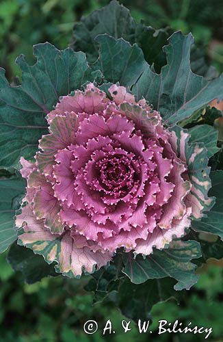 kapusta ozdobna - ornamental -Brassica oleracea
