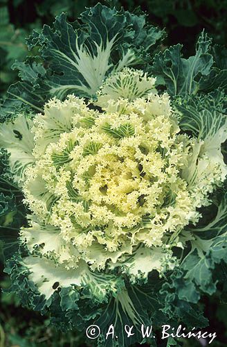 kapusta ozdobna - ornamental -Brassica oleracea