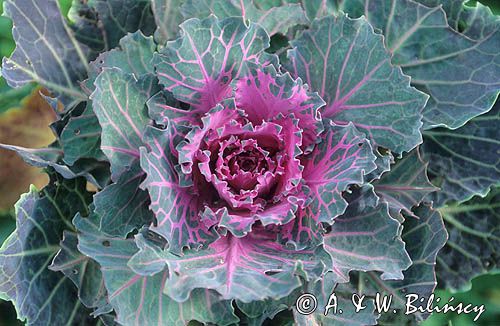 kapusta ozdobna - ornamental -Brassica oleracea