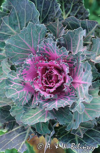 kapusta ozdobna - ornamental -Brassica oleracea