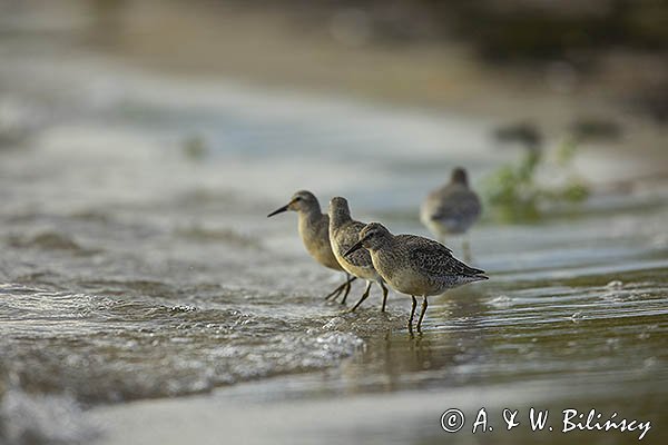 Biegus rdzawy, Calidris canutus