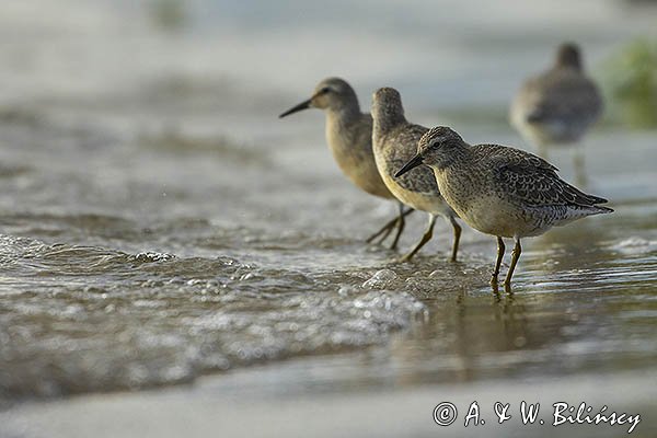 Biegus rdzawy, Calidris canutus
