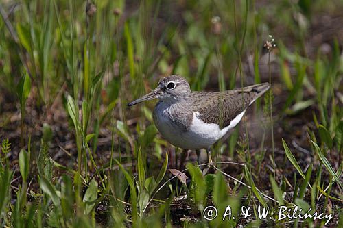 kuliczek piskliwy, brodziec piskliwy, Brodziec piskliwy, brodziec krzykliwy, kuliczek piskliwy, piskliwiec, Actitis hypoleucos, dawniej również Tringa hypoleucos The Common Sandpiper, Actitis hypoleucos