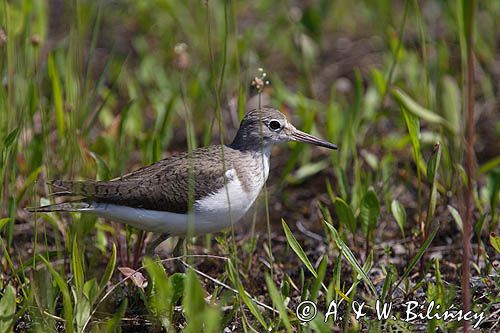 kuliczek piskliwy, brodziec piskliwy, Brodziec piskliwy, brodziec krzykliwy, kuliczek piskliwy, piskliwiec, Actitis hypoleucos, dawniej również Tringa hypoleucos The Common Sandpiper, Actitis hypoleucos