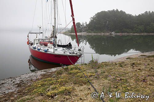 Safran, Trismus 37, Wyspa Brudpigan, Archipelag Turku, Finlandia