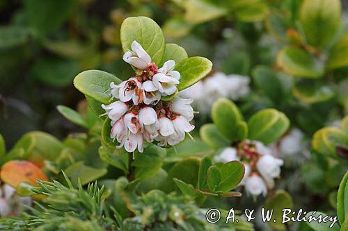 Borówka brusznica, Vaccinium vitis-idaea