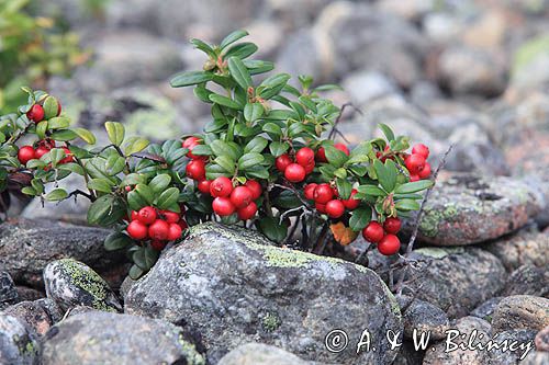 Borówka brusznica, Vaccinium vitis-idaea, wyspa Enskar, Szwecja, Zatoka Botnicka