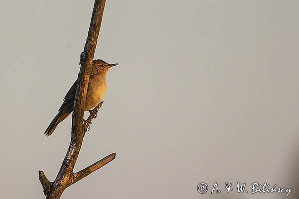 Brzęczka, Locustella luscinioides