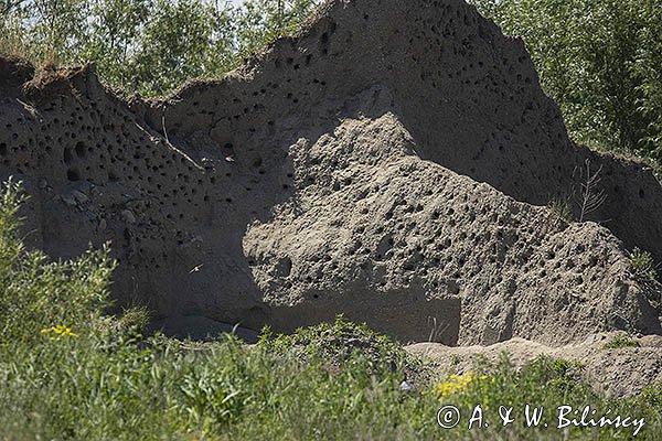 Jaskółka brzegówka, brzegówka, Riparia riparia, kolonia