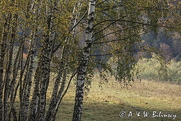 Brzezina, Bieszczady