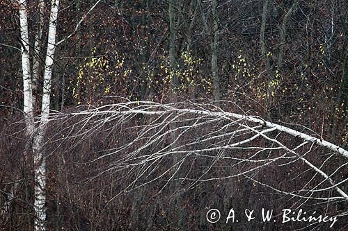 Brzozy, Betula