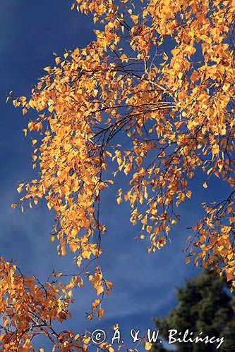 Brzoza brodawkowata, brzoza zwisła, Betula pendula