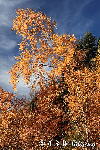 Brzoza brodawkowata, brzoza zwisła, Betula pendula