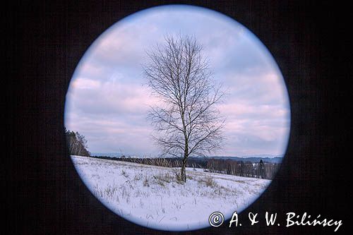 brzoza, Bieszczady