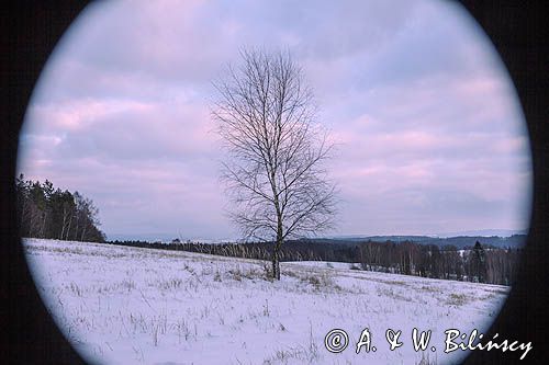 brzoza, Bieszczady