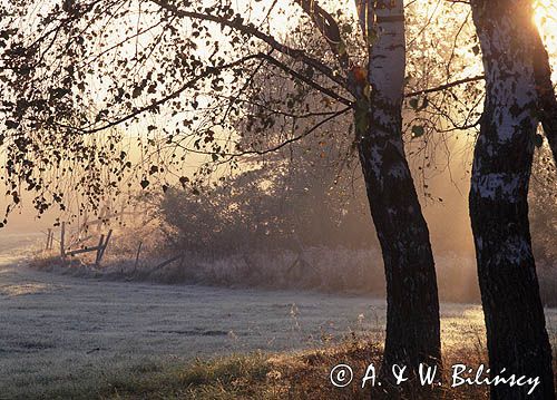 brzoza brodawkowata o świcie, łąki koło Czarnej, Bieszczady