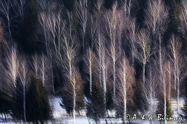 Brzezina, impresja, Bieszczady