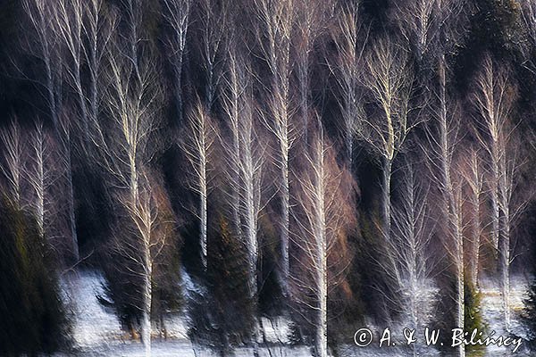 Brzezina, impresja, Bieszczady