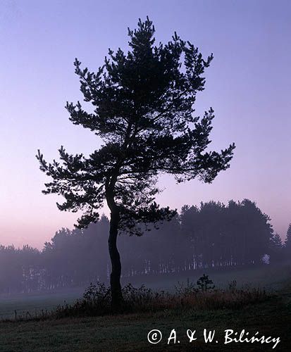 Beskid Sądecki o świcie