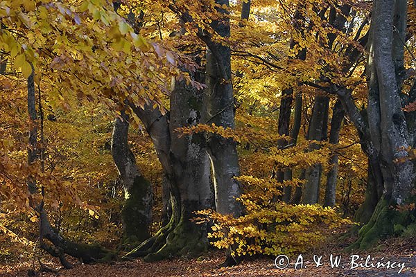 Buczyna, Bieszczadzki Park Narodowy