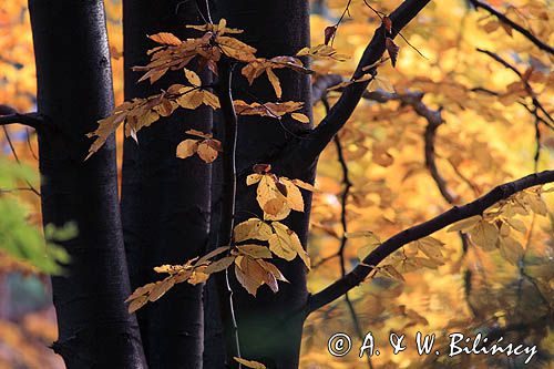 w buczynie jesienią, buk, Buk zwyczajny, Fagus sylvatica