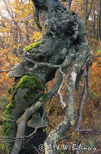 buczyna karpacka, Bieszczady