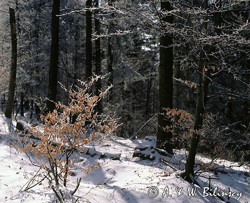 buczyna karpacka, Bieszczady