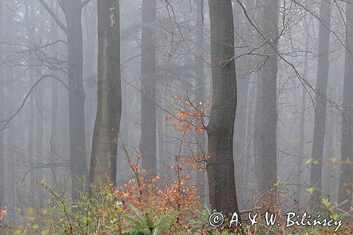 Bieszczadzkie lasy, buczyna we mgle wiosną