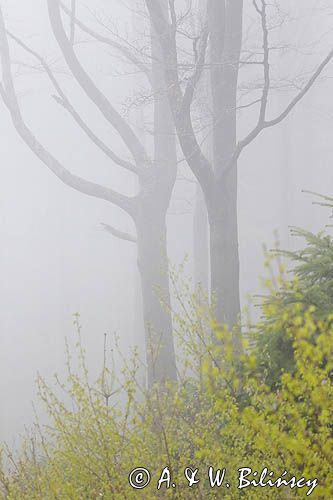 Bieszczadzkie lasy, buczyna we mgle wiosną