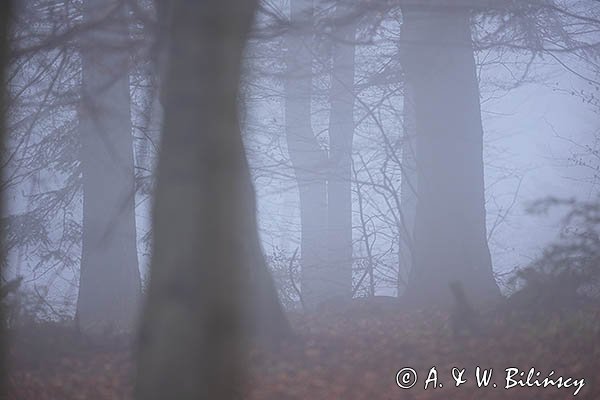 Jesień, buczyna we mgle, Bieszczady