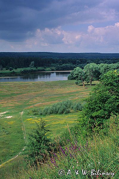 Mielnik nad Bugiem, łąki nad Rzeką Bug