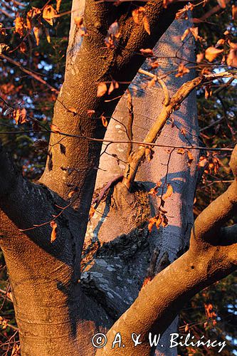 Buk zwyczajny, Fagus sylvatica