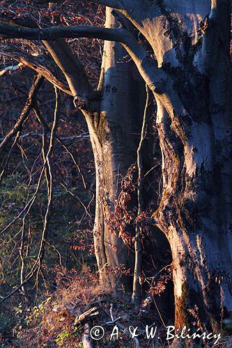 Buk zwyczajny, Fagus sylvatica