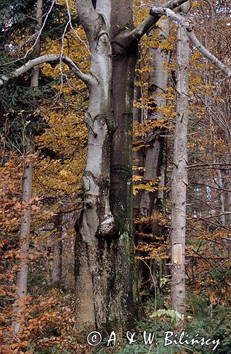 buczyna karpacka, Bieszczady